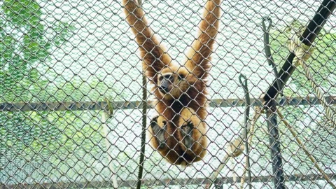 The monkey that was hanging 10 bit 4k 60fps Stock Footage 269521898