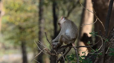 Monkey was take care couple. Stock Footage 44328426