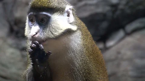 The monkey washes. The monkey licks his hand. Very funny and beautiful monkey Stock Footage 73276474