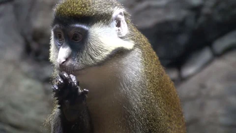 The monkey washes. The monkey licks his hand. Very funny and beautiful monkey Stock Footage 73986526