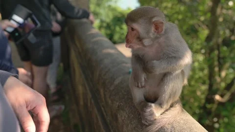 Monkey Watches Visitors. Primate Carefully Surveys Arriving Visitor Attentions Stock Footage 329019172