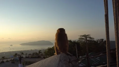 Monkey watching the beautiful sunrise. Video stock 106747096