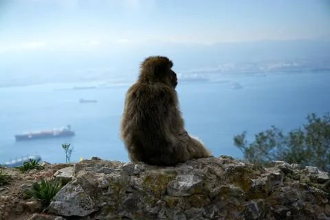 Monkey watching the docks Stock Photos