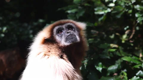 Monkey watching its surround. Detail of mammal head, face hiding info shadow Stock Footage 196195559