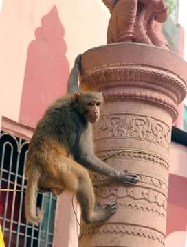 The monkey is watching the passers-by Foto stock