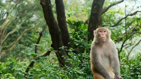 A monkey watching in the tree Stock Footage 108256676