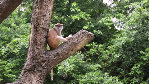 Monkey watching from a tree Stock Footage 280366895