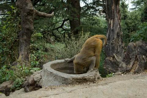 Monkey at the watering place Stock Photos