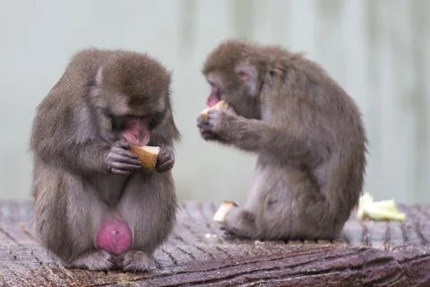 A monkey while eating Stock Photos
