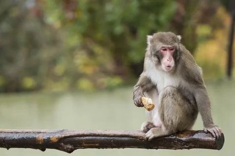 A monkey while eating Stock Photos