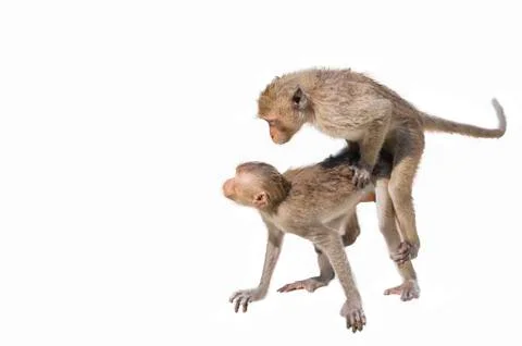 A monkey on a white background Stock Photos