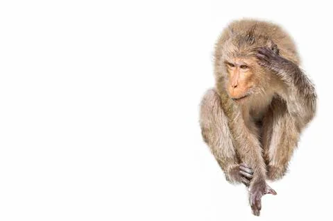 A monkey on a white background Stock Photos