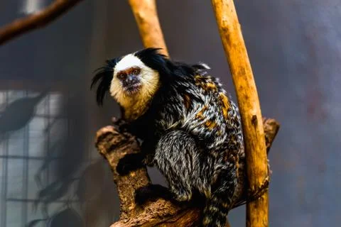 Monkey white-faced capuchin Foto stock