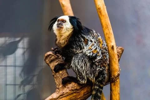 Monkey white-faced capuchin Stock-Fotos