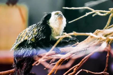 Monkey white-faced capuchin Foto stock