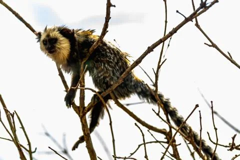 Monkey white-faced capuchin Stock Photos