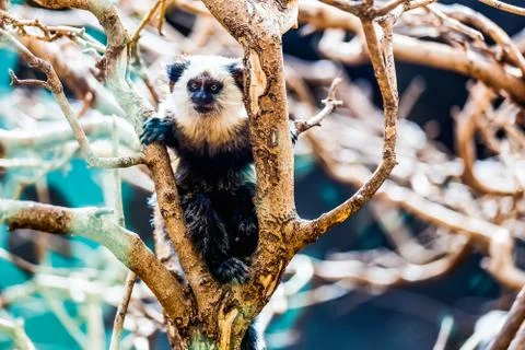 Monkey white-faced capuchin Stock Photos