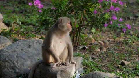 The monkey wiggles its ears and turns its head against Stock Footage 154847177