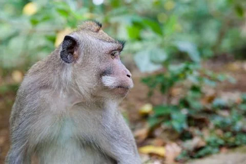Monkey in the wild close-up. Monkey sitting in the forest of monkeys.close up Stock Photos