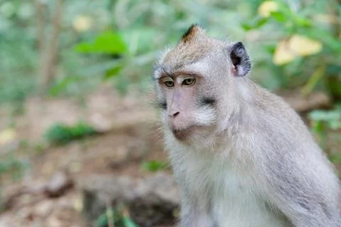 Monkey in the wild close-up. Monkey sitting in the forest of monkeys.close up Stock Photos