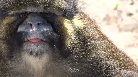 Monkey in the wild Video stock 62778374