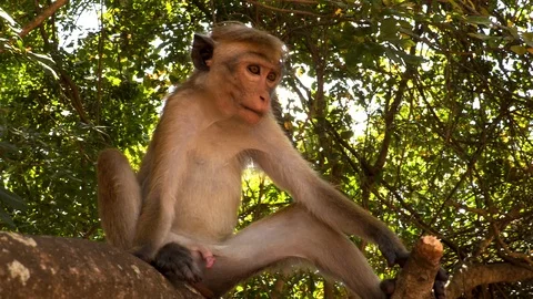Monkey in the wild jungles Stock Footage 104698976
