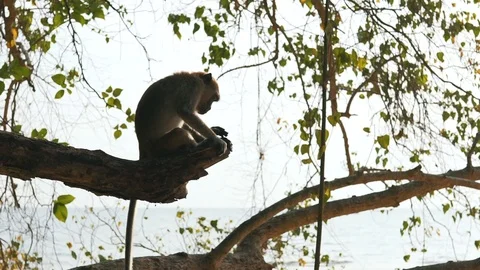 Monkey in the wild nature Stock Footage 106345812