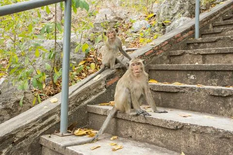 Monkey in the wild Stock Photos