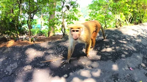 Monkey in the wild in Sri Lanka. HD Stock Footage 140805106