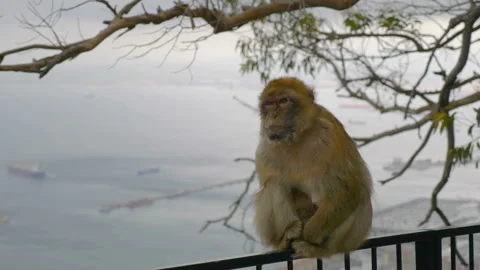 Monkey in the wild on the top of Gibraltar in 4k slow motion 60fps Video stock 142321918
