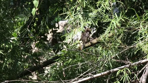 Monkey wildlife 스톡 동영상 81942620