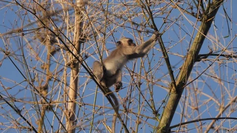 Monkey in winter, animal portrayed delicately among fragile wintertime Stock Footage 321987053