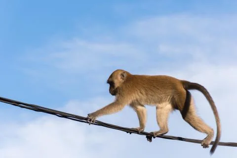 Monkey on wire Stock Photos