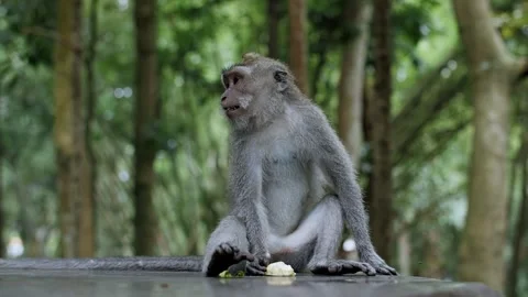 Monkey in the woods sitting eating Stock Footage 229454810