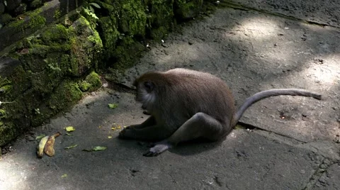 Monkey working 動画素材 50875765