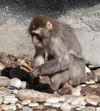 The monkey works with a stick in his hands. Stock Photos