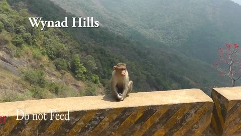 Monkey at Wynad Hills Stock Footage 158274528
