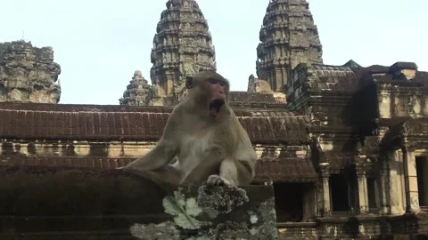 Monkey Yawning in Angkor Wat temple, Seam Reap Cambodia Stock Footage 165412898
