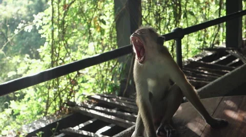 Monkey Yawning 库存影片 53104182