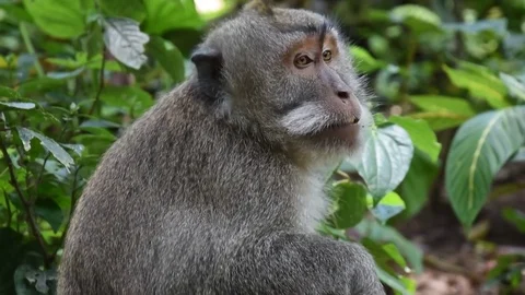 Monkey yawning Video stock 81691020