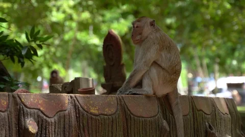 Monkey yawning under a canopy of trees. 4k Stock Footage 126791149