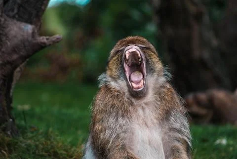 A monkey yawning while sitting on the ground Stock Photos