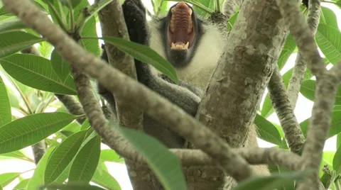 Monkey yawns Stock Footage 11225412