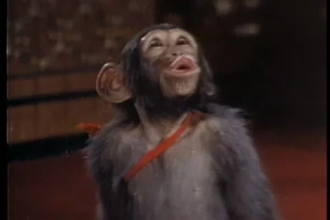 Monkey yelling and jumping in royal court Stock Footage 11354958