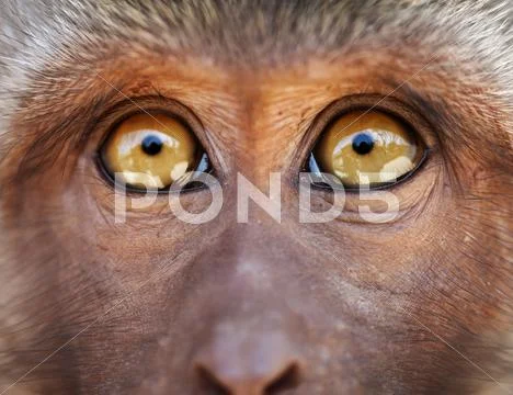 Monkey yellow eyes close up - macaca fascicularis Stock Photos