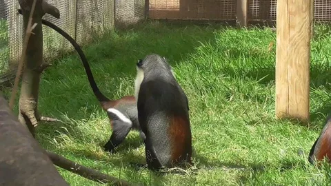 This monkey youngster has far too much energy Stock Footage 109279497
