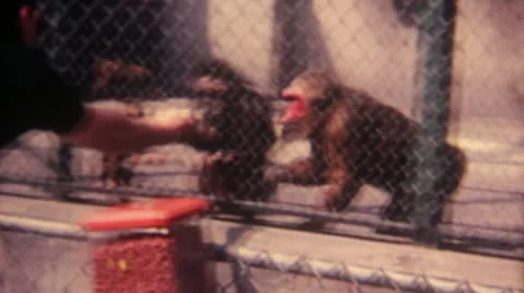 Monkey in Zoo 16mm Super8 Stock Footage 11146134