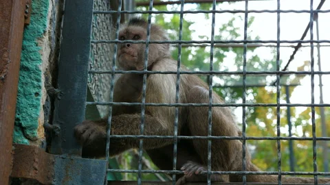 Monkey in the zoo aviary. Video stock 99070113