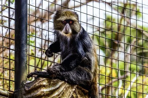 Monkey in zoo cell Stock Photos