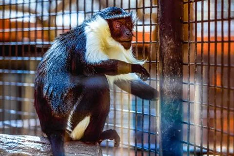 Monkey in zoo cell Stock Photos